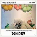 [원주 애견카페] 몽몽정원 / 야외잔디운동장이 있어 좋았던 솔직후기