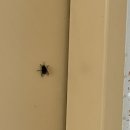 김가네카센타 이미지