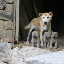 맘스동물의료센터 이미지