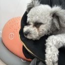 개와 집사의 시간 이미지
