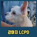 대관령동물병원 이미지