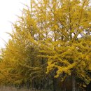 마곡사1 이미지