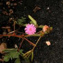 내각한의원 이미지