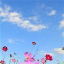 코스모스 이미지