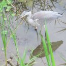 해바라기집밥 이미지