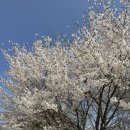 선녀와나무꾼 | 양주 캠핑장 추천 : 선녀와나무꾼 캠핑장 벚꽃 아래 미니멀 차박 내돈내산 후기