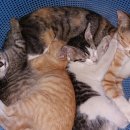 삼남매한우농장 이미지