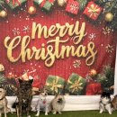 일편댕심 이미지