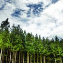 축령산편백나라 이미지