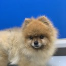 포일동물병원 이미지