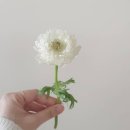온나플라워 이미지