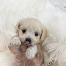 드림독 강아지고양이 안심분양센터 평택점 네이버블로그