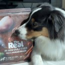 더만족 | 강아지 밥 안먹을 때 좋은 동결건조 사료 더리얼로우 패티 만족 급여 후기