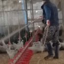 백봉오골계 부성농원 이미지