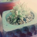 다육사랑화원 이미지