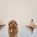 베베몽몽 이미지