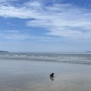 5959애견동반펜션 이미지