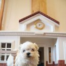 강아지집 이미지