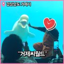 돌고래약국 | 거제 실내 가볼만한곳 거제씨월드 돌고래 벨루가 등을 볼 수 있는 아쿠아리움 feat. 오후권 상세 후기