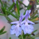 로즈마리 이미지