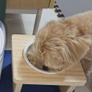 (주)말티 | [반려템]말티푸리안이_쥬트립사료 [5개월~현재진행형]