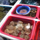 독도회센타 이미지