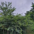 느티나무농원 이미지