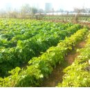 해맑음농장 이미지