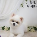 가람애견전문미용실 이미지