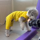 개린이미용실 | 송도강아지유치원 사이좋개 3월 프로그램 및 보호자후기