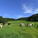 하늘애견 이미지