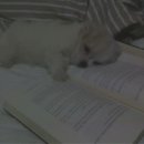 소망애견 이미지