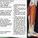 [11강-발목/발-25](104강) 장비골근,단비골근, Morton foot, 후경골근(tibialis posterior) 등 이미지