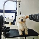 웨글웨글 이미지