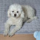 순돌이 펫 미장원 이미지