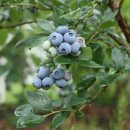 가마골농장 이미지