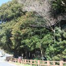 완도 예송리 상록수림 이미지