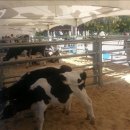 설문목장 이미지