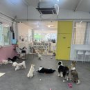 개꿀잼 애견카페 | 울산 보더콜리 상주견이 있는 대형견 천국 개꿀잼애견카페 내돈내산