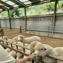 세희목장 이미지