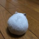 빵댕이 이미지