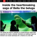[CNN] 벨라를 해방하라: 한국 대형몰 수족관의 흰고래 벨루가를 방류하기 위한 싸움 이미지