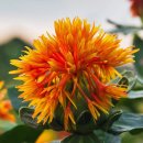 골드린