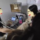 운정24시동물의료센터 이미지