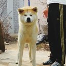 아키타 Daum카페