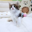 우리고양이 | 관악구고양이분양 우리집 새 식구 만난 후기