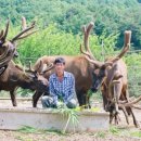 풍천사슴농장 이미지