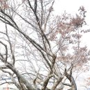 장의중 효자정려각과 현판 | 대전 회덕의 돌장승과 별당