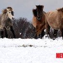 토종축산 이미지