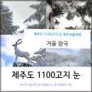 ~제주도2박3일~ [12/31~01월02일(수)제454회차]2025년도 신년 성산일출봉해맞이&한라산 등반&제주관광지 관광(청주공항출발) 이미지